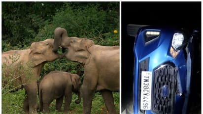 மேட்டுப்பாளையம் சாலையில் போலீஸ் வாகனத்தை பந்தாடிய காட்டி யானைகள்; எஸ்ஐ காயம்