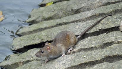 മഴക്കാലത്ത് എലിയെ വീട്ടില് നിന്ന് തുരത്താന് ഇതാ ചില എളുപ്പവഴികള്