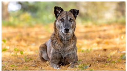 30,000 വർഷങ്ങൾക്ക് മുമ്പ് ആദിമ മനുഷ്യന്‍ ഭക്ഷണം പാചകം ചെയ്ത് നായ്ക്കള്‍ക്കും നല്‍കിയിരുന്നതായി പഠനം 