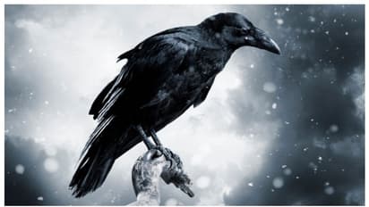 ആവര്‍ത്തിച്ചാൽ കണ്ട് പിടിക്കും; പ്രൈമേറ്റുകൾക്ക് മാത്രമുണ്ടെന്ന് കരുതിയ കഴിവുകൾ കാക്കകള്‍ക്കുണ്ടെന്ന് പഠനം 