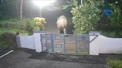 തെക്കുംകരയിൽ ജനവാസ മേഖലയിൽ കാട്ടാനയിറങ്ങി; വ്യാപക നാശനഷ്ടം