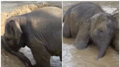 മഡ്-സ്വിമ്മിംഗ് പൂളിൽ കുളിച്ച് ബാനി ; വെെറലായി വീഡിയോ