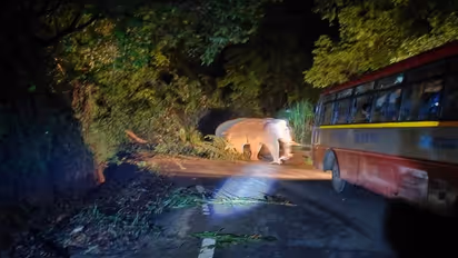 ಚಿಕ್ಕಮಗಳೂರು: ಚಾರ್ಮಾಡಿ ಘಾಟಿಯಲ್ಲಿ ಸರ್ಕಾರಿ ಬಸ್ಸಿಗೆ ಅಡ್ಡ ಬಂದ ಕಾಡಾನೆ, ಕಕ್ಕಾಬಿಕ್ಕಿಯಾದ ಪ್ರಯಾಣಿಕರು..!