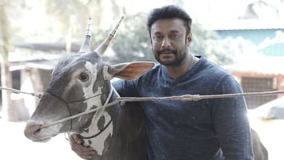 ದರ್ಶನ್ ಹೀರೋ ಅಲ್ಲ ವಿಲನ್: ಪರಿಹಾರ ಕೇಳಲು ಹೋದವರಿಗೆ ನಾಯಿ ಛೂ ಬಿಟ್ಟು ಡಿ ಬಾಸ್ ಗ್ಯಾಂಗ್ ವಿಕೃತಿ! ಏನಿದು ಕರಾಳ ಕಥೆ?