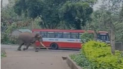 ಚಾಮರಾಜನಗರ: ಬಿಳಿಗಿರಿರಂಗನ ಬೆಟ್ಟದಲ್ಲಿ ಓಡಾಡಿದ ಆನೆ, ಆತಂಕದಲ್ಲಿ ಜನತೆ..!