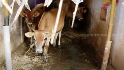 കർണാടകയിൽ ഗർഭിണിയായ പശുവിന്റെ അകിട് അറുത്തുമാറ്റി, കിടാവിനെ പുറത്തെടുത്ത് അജ്ഞാതർ