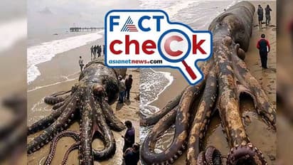 ഹമ്മോ എന്തൊരു വലിപ്പം; ഇത്ര ഭീമാകാരമായ നീരാളിയെ കണ്ടെത്തിയോ? Fact Check