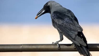 ഇന്ത്യൻ കാക്കകളെ കൂട്ടത്തോടെ കൊന്നൊടുക്കാൻ കെനിയ