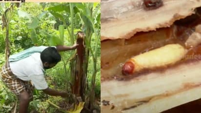 വാഴ കർഷകർക്ക് ഭീഷണിയായി പിണ്ടിപ്പുഴു ശല്യം; നശിച്ചത് ആയിരക്കണക്കിന് വാഴകൾ