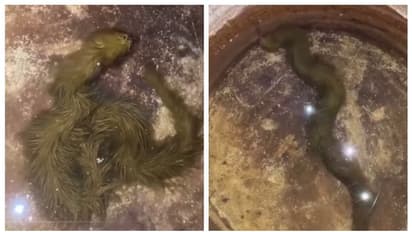 പാമ്പോ അതോ ഡ്രാഗണ് കുഞ്ഞോ? പായല് പിടിച്ച പാമ്പിന്റെ വീഡിയോ കണ്ട് അന്തംവിട്ട് സോഷ്യല് മീഡിയ