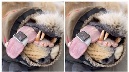 മനുഷ്യന്റെ മാത്രമല്ല, സിംഹത്തിന്റെ ഹൃദയമിടിപ്പും അളക്കും, ആപ്പിള് വാച്ച്; വീഡിയോ വൈറല്