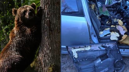 ഗ്ലാസ് തകർത്ത് അകത്ത് കയറി ഇന്റീരിയർ നശിപ്പിച്ച ശേഷം കാറിനുള്ളിൽ വിശ്രമിച്ച് 'അക്രമി'