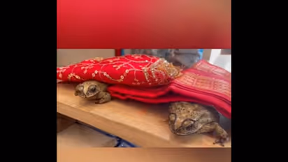 WATCH: Varanasi Residents Arrange Frog Wedding to Please Rain Deities