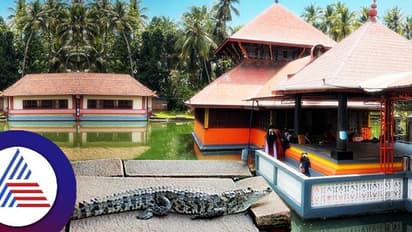 ಪ್ರಸಿದ್ಧ ಅನಂತಪುರ ಕ್ಷೇತ್ರದಲ್ಲಿ ಮತ್ತೆ ಅಚ್ಚರಿ, ಅಂದು ಪತ್ಯಕ್ಷವಾಗಿದ್ದ ಮರಿ ಮೊಸಳೆ ಗರ್ಭಗುಡಿ ಸಮೀಪ ವಿಶ್ರಾಂತಿ!