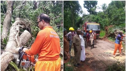 75 വര്‍ഷത്തോളം പഴക്കമുള്ള കൂറ്റന്‍ ആല്‍മരം റോഡിലേക്ക് കടപുഴകി വീണു; യാത്രക്കാര്‍ രക്ഷപ്പെട്ടത് തലനാരിഴക്ക്