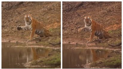 സന്ദര്ശകര്ക്ക് നേരെ കൈ വീശിക്കാണിക്കുന്ന കടുവ; 'കൈവീശിയതല്ലടേയ്... വെള്ളം കുടഞ്ഞതെ'ന്ന് സോഷ്യല് മീഡിയ