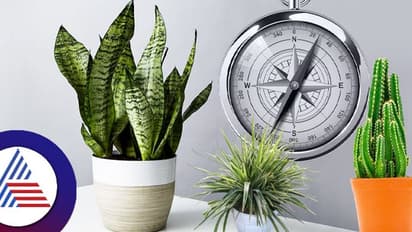 ಸುಖ, ನೆಮ್ಮದಿ ಜೊತೆಗೆ ಸುಂದರ ಮನೆ ಸರ್ವನಾಶ ಆಗೋಕೆ ಇವಿದ್ದರೆ ಸಾಕು!