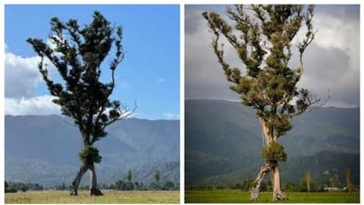ന്യൂസിലന്ഡിലെ ഈ വർഷത്തെ വൃക്ഷ പുരസ്കാരം 105 അടി ഉയരമുള്ള 'നടക്കുന്ന മര'ത്തിന്