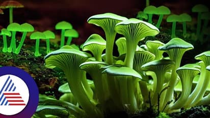 ಕಾಸರಗೋಡಿನ ಕಾಡಿನಲ್ಲಿ ವಿಸ್ಮಯ: ರಾತ್ರಿಯಲ್ಲಿ ರೇಡಿಯಂನಂತೆ  ಹೊಳೆಯುವ  ಅಣಬೆ ಪತ್ತೆ