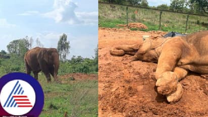 ಕೋಲಾರ: ದಸರಾ ಆನೆ ಅಶ್ವತ್ಥಾಮ ಸಾವಿನ ಬೆನ್ನಲ್ಲೇ ಗಂಗಶ್ರೀ ಸಾವು!