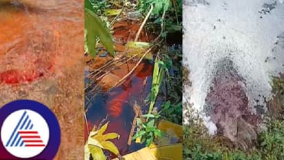 ಹಿಂದೂ ಸಮಾಜದ ಪೂಜನೀಯ ಕೋಕ್ತಿ ಕೆರೆಗೆ ಹರಿದು ಬಂದ ರಕ್ತ ಮಿಶ್ರಿತ ನೀರು!