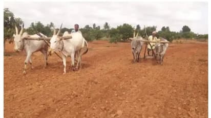 ರಾಮನಗರ: ಪೂರ್ವ ಮುಂಗಾರಿನಲ್ಲಿ ಶೇ.82.87ರಷ್ಟು ಬಿತ್ತನೆ