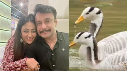 ದರ್ಶನ್ ವಿರುದ್ಧ ಅಕ್ರಮವಾಗಿ ಬಾತುಕೋಳಿ ಸಾಕಿದ ಕೇಸ್: ಶೀಘ್ರ ಚಾರ್ಜ್ಶೀಟ್