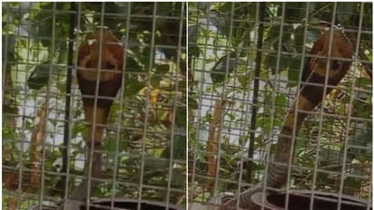 തീറ്റ നല്കാന് പക്ഷിക്കൂട്ടില് കൈയിട്ടപ്പോള് മുന്നില് പത്തിവിടര്ത്തി മരണം; ഫര്ഹാനക്ക് ഭാഗ്യം തുണ -വീഡിയോ