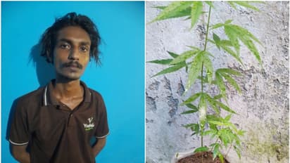 വീട്ടിൽ കഞ്ചാവ് ചെടികള് നട്ടുവളർത്തി; തിരുവനന്തപുരത്ത് 23കാരൻ അറസ്റ്റിൽ
