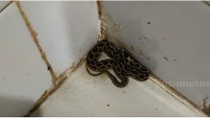 ആരോഗ്യ കേന്ദ്രത്തിൽ അണലി; കണ്ടത് കുട്ടികള്‍ക്ക് വാക്സിനേഷൻ നൽകുന്ന മുറിയിൽ