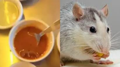 ഇത്തവണ സാമ്പാറിൽ ചത്ത എലി; ഹോട്ടലിനെതിരെ പരാതിയുമായി ഉപഭോക്താവ്, ദൃശ്യങ്ങൾ പങ്കുവെച്ചു