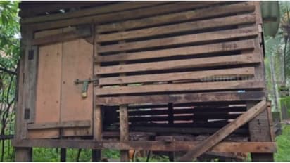 തെരുവു നായകൾ കൂട്ടമായെത്തി കൂടുപൊളിച്ച് ആറ് ആടുകളെ കടിച്ചു കൊന്നു