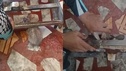 'വറുത്ത മീൻ' കുടുക്കി; അടിച്ച് മാറ്റാനെത്തി ഗ്യാസ് സ്റ്റൌവ്വിനുള്ളിൽ തല കുടുങ്ങി പൂച്ചക്കുഞ്ഞ്, വീഡിയോ