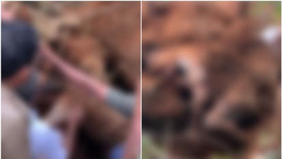 പന മുറിക്കുന്നതിനിടയിൽ തൊട്ടടുത്തുള്ള മുളക്കൂട്ടം ദേഹത്തേക്ക് വീണു; എടവണ്ണയിൽ അതിഥി തൊഴിലാളിക്ക് ദാരുണാന്ത്യം