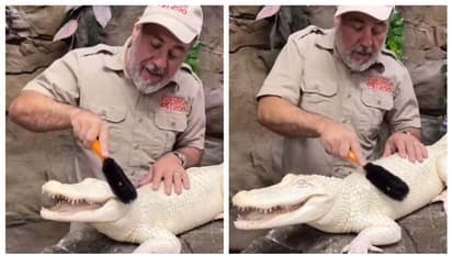 'ഒരു മുതലയെ കിട്ടിയിരുന്നെങ്കില്‍...'; അപൂര്‍വ വെള്ള മുതലയുടെ 'സ്പാ ഡേ' ഏറ്റെടുത്ത് സോഷ്യല്‍ മീഡിയ 