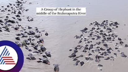 ಇದು ಕಲ್ಲು ಬಂಡೆಯಲ್ಲ, ಬ್ರಹ್ಮಪುತ್ರ ನದಿ ದಾಡುತ್ತಿರುವ ಆನೆ ಹಿಂಡು ವಿಡಿಯೋ!