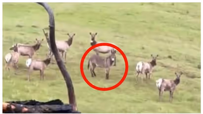 വീട്ടിൽ വളർത്തിയ കഴുതയെ കാണാതായിട്ട് 5 വർഷം; ഒടുവിൽ, കണ്ടെത്തിയത് കൊടുംങ്കാട്ടിലെ മാൻകൂട്ടത്തിനൊപ്പം