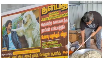 நடிகர் விஜய் பிறந்தநாள்; மதுரையில் கைவிடப்பட்ட நாய்களுக்கு பிரியாணி விருந்து வைத்த விஜய் ரசிகர்கள்