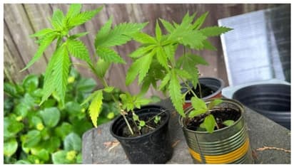 പൊലീസ് പട്രോളിംഗിനിടെ വീട്ട് മുറ്റത്ത് അസാധാരണമായ ചെടി; പരിശോധിച്ചപ്പോള് 15 കഞ്ചാവ് ചെടികൾ