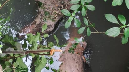 ബാലുശ്ശേരിയിൽ വീടിനോട് ചേ‍ര്‍ന്ന പൊട്ടക്കിണറ്റിൽ നിന്ന് ദുര്‍ഗന്ധം; പരിശോധനയിൽ കണ്ടത് ചത്ത 2 കാട്ടുപന്നികളെ