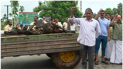 രണ്ട് പശുക്കളെ കൂടി 'തോൽപ്പെട്ടി 17' കൊന്നു; റോഡ് ഉപരോധിച്ച് നാട്ടുകാർ, കടുവയെ പിടിക്കാൻ നിർദേശം നൽകി മന്ത്രി