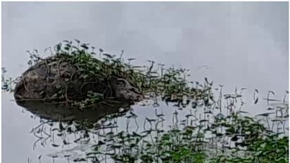 ഭാരതപ്പുഴയിൽ വീണ്ടും പോത്ത് ചത്തുപൊങ്ങി; ജഡം കണ്ടത് വെള്ളയാങ്കല്ല് തടയണയിൽ