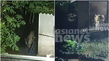 വയനാട് കേണിച്ചിറയിൽ പശുക്കളെ കൊന്ന കടുവ കൂട്ടിലായി