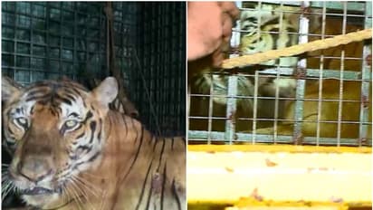 Kerala: Tiger that created panic after killing three cows captured in Wayanad