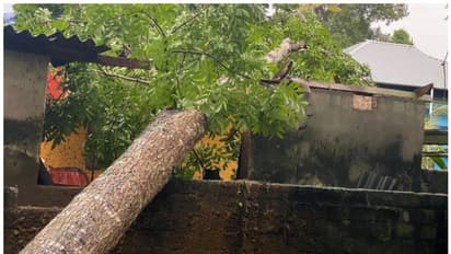 ശക്തമായ കാറ്റിലും പേമാരിയിലും ആലപ്പുഴയിലെ വിവിധ പ്രദേശങ്ങളിൽ വ്യാപക നാശനഷ്ടങ്ങൾ; വളർത്തു മൃഗങ്ങൾക്കും പരിക്ക്