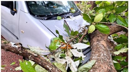 കാറ്റിലും മഴയിലും ആലപ്പുഴയിൽ വൻനാശനഷ്ടം; ചാരുംമൂട് മേഖലയിൽ രണ്ട് കാറുകളും നിരവധി വീടുകളും ഭാഗികമായി തകർന്നു