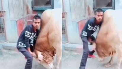 ಗೂಳಿ ಮುಂದೆ ಶಕ್ತಿ ಪ್ರದರ್ಶನಕ್ಕೆ ಹೋದ ಯುವಕ, ಕರ್ಮ ಬಿಡುವುದೇ?