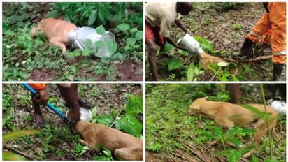 കേക്കെടുക്കാൻ പാൽപാത്രത്തിൽ തലയിട്ടു, കുടുങ്ങി; തെരുവുനായക്ക് രക്ഷകരായി ഫയർഫോഴ്സ്