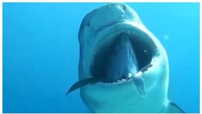 യുഎസില് ഭാര്യ നോക്കി നില്ക്കെ സ്രാവ്, ഭർത്താവിനെ അക്രമിച്ച് കൊലപ്പെടുത്തി