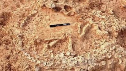 ప్రకాశం జిల్లాలో అరుదైన శిలాజాల జాడ.. 41వేల ఏళ్ల నాటి ఆస్ట్రిచ్ గూడు కనుగొన్న శాస్త్రవేత్తలు 